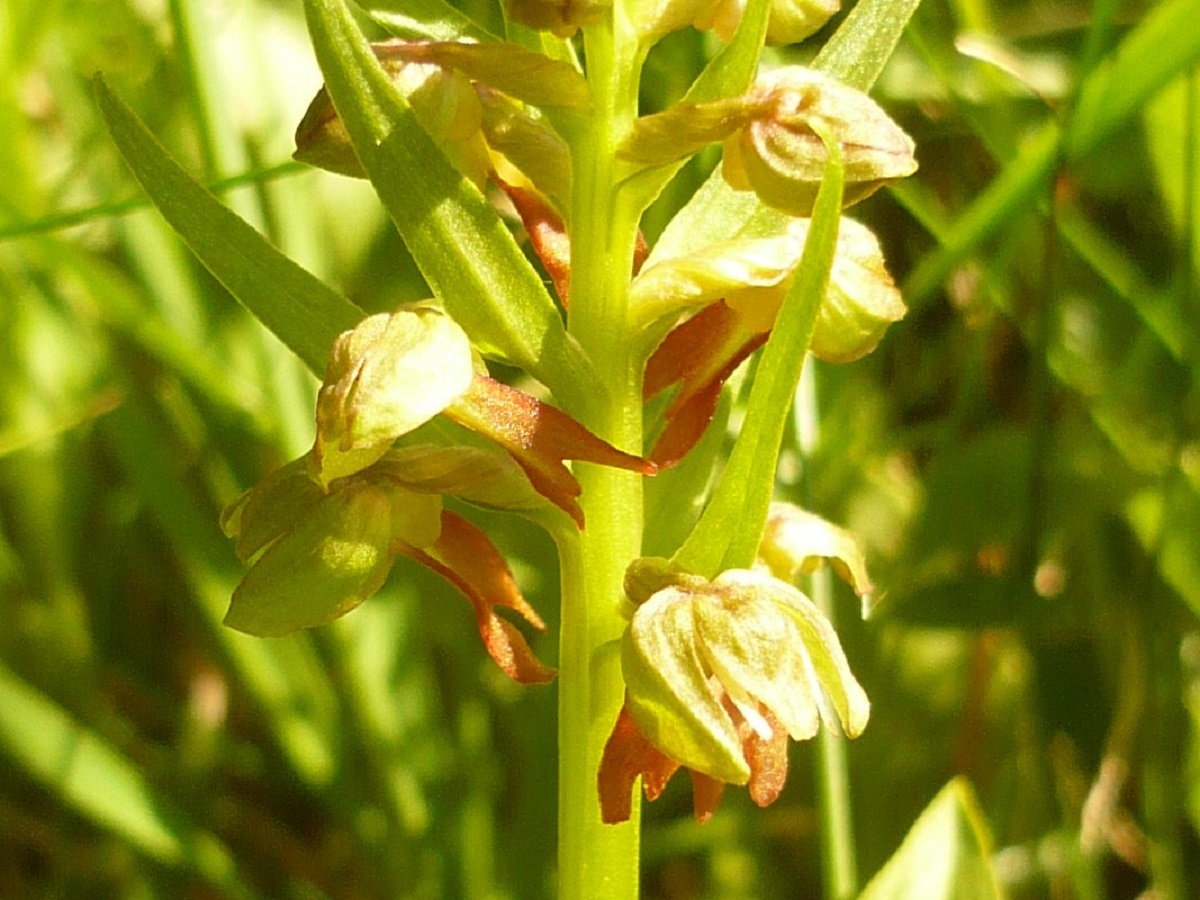 Coeloglossum viride (Orchidaceae)